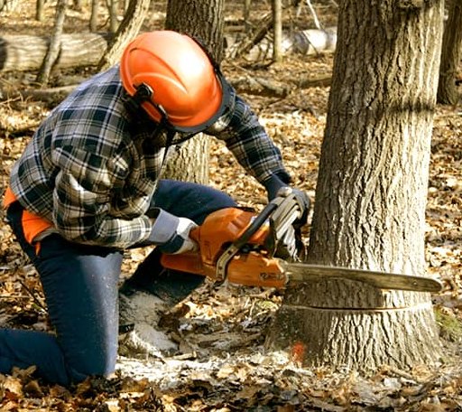 Tree Removal in Queen Anne, MD